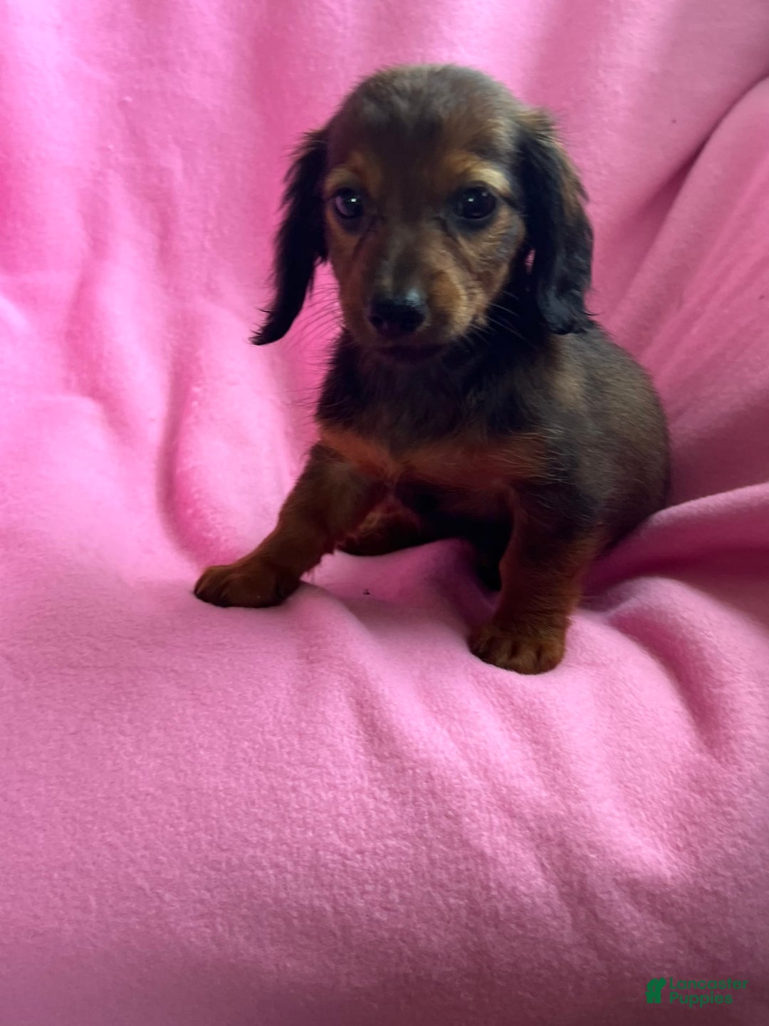 Dachshund dogs for sale: Penny - Image 6