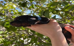 Doberman Pinscher dogs for sale: Blue Collar - Image 1