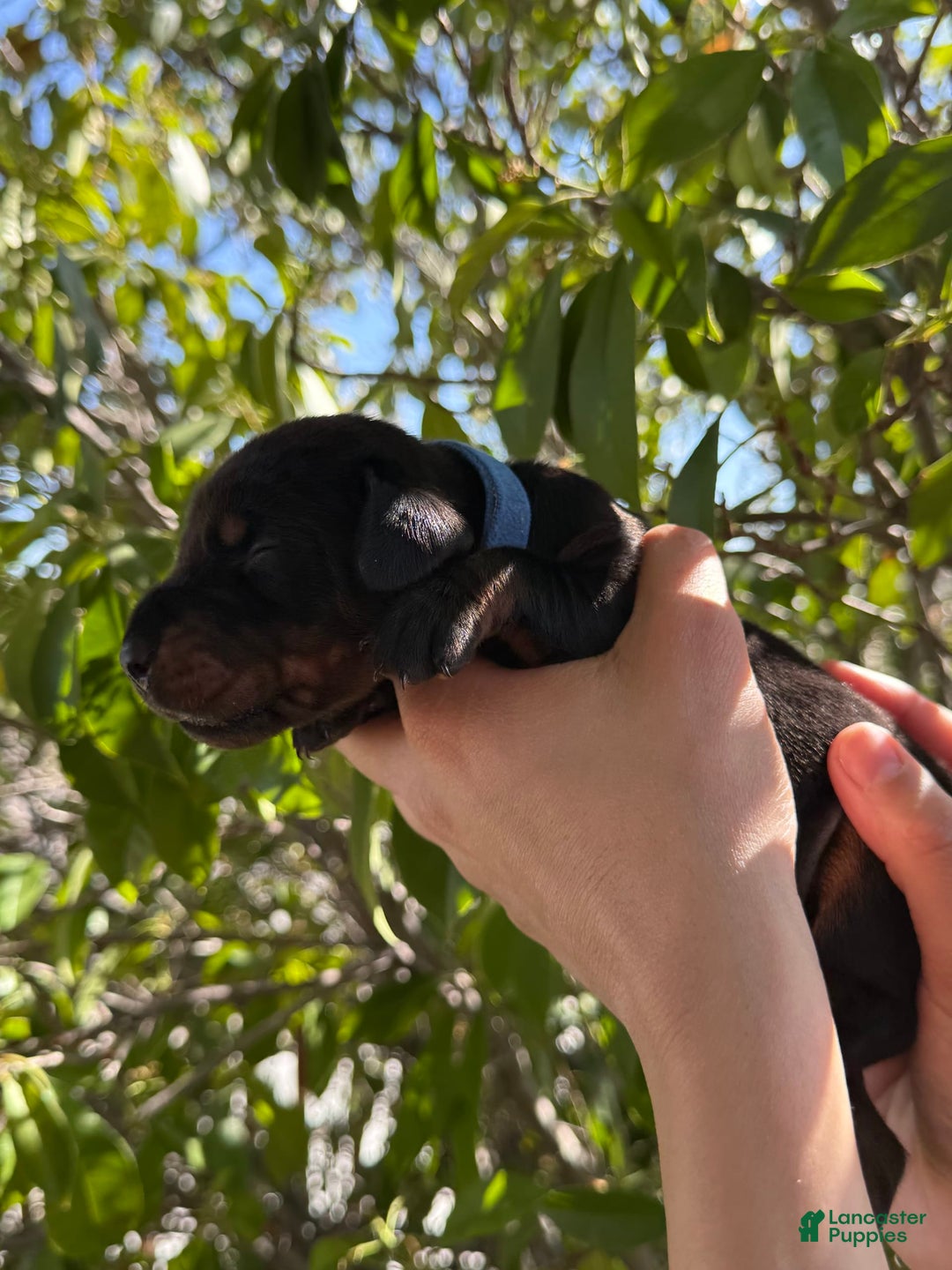 Doberman Pinscher dogs for sale: Blue Collar - Image 1
