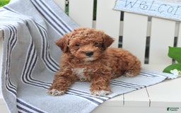 Miniature Poodle dogs for sale: Lacy - Image 5