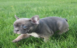 French Bulldog dogs for sale: French Bulldog 3 puppies - Image 25