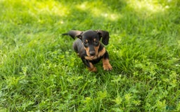 Miniature Dachshund dogs for sale: Miniature Dachshund 4 puppies - Image 2