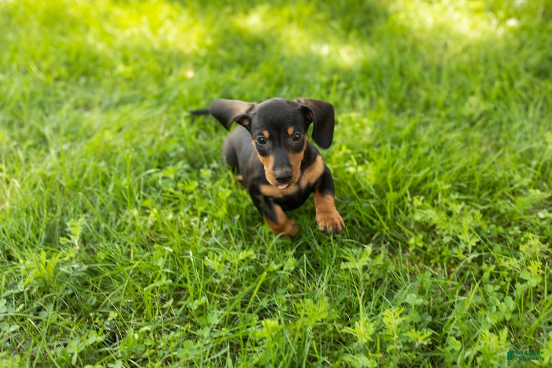 Miniature Dachshund dogs for sale: Miniature Dachshund 4 puppies - Image 2