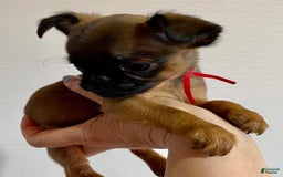 Brussels Griffon dogs for sale: Jimi - Image 1