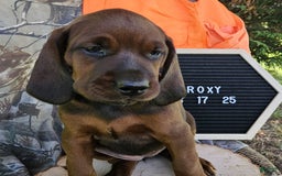 Redbone Coonhound dogs for sale: Roxy - Image 2