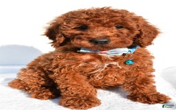 Miniature Poodle dogs for sale: Oscar - Image 4