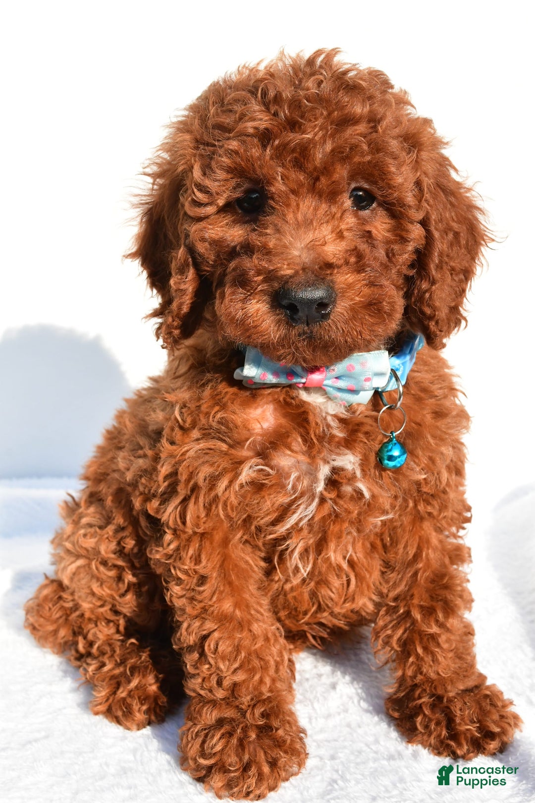 Miniature Poodle dogs for sale: Oscar - Image 4