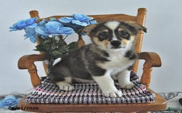 American Eskimo dogs for sale: Skoopy - Image 3