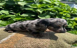 Dachshund dogs for sale: Juno - Image 8