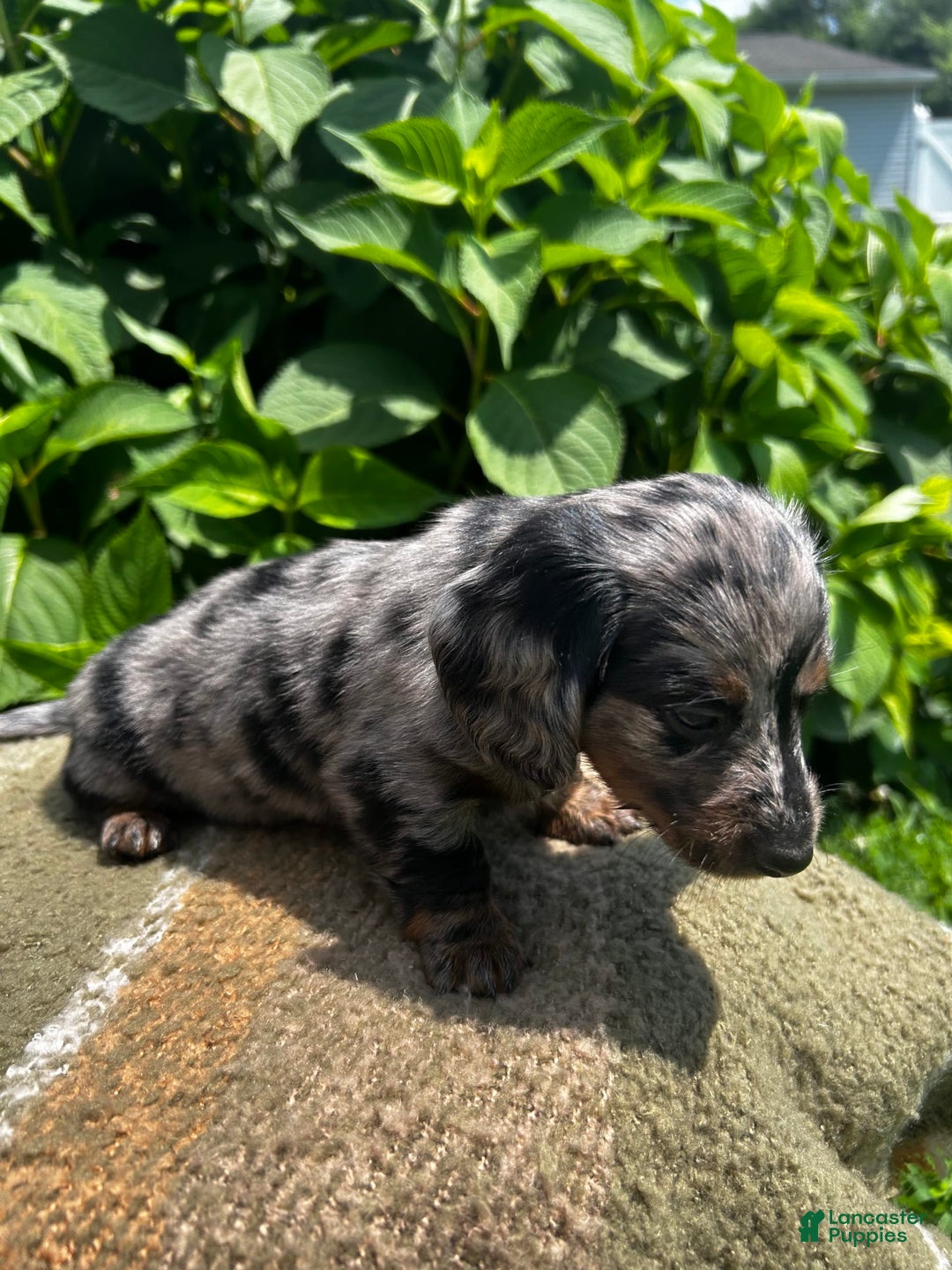 Dachshund dogs for sale: Juno - Image 8