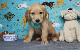 Golden Retriever dogs for sale: Sammy - Image 14