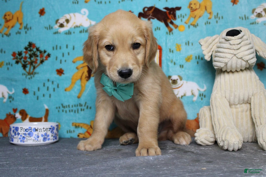 Golden Retriever dogs for sale: Sammy - Image 14
