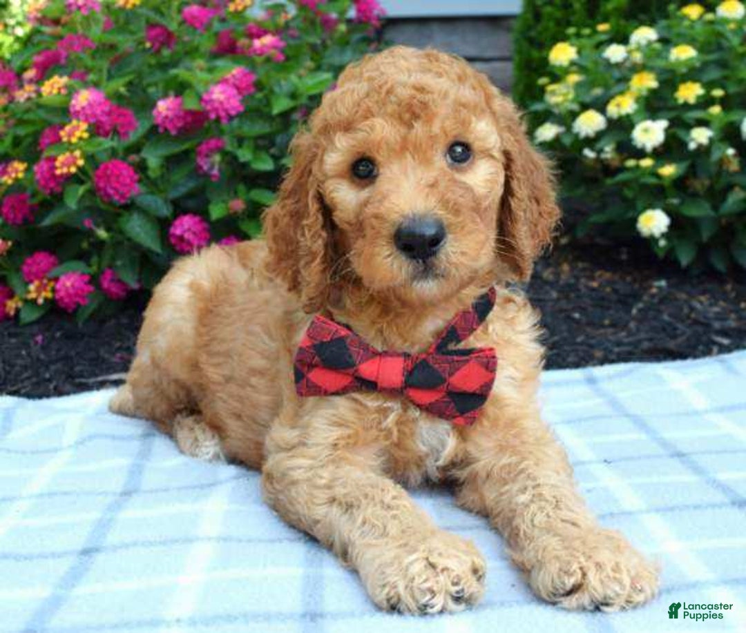 Standard Poodle dogs for sale: Diesel - Image 4