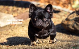 French Bulldog dogs for sale: Ted - Image 7