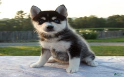 Pomsky dogs for sale: Tessa - Image 6