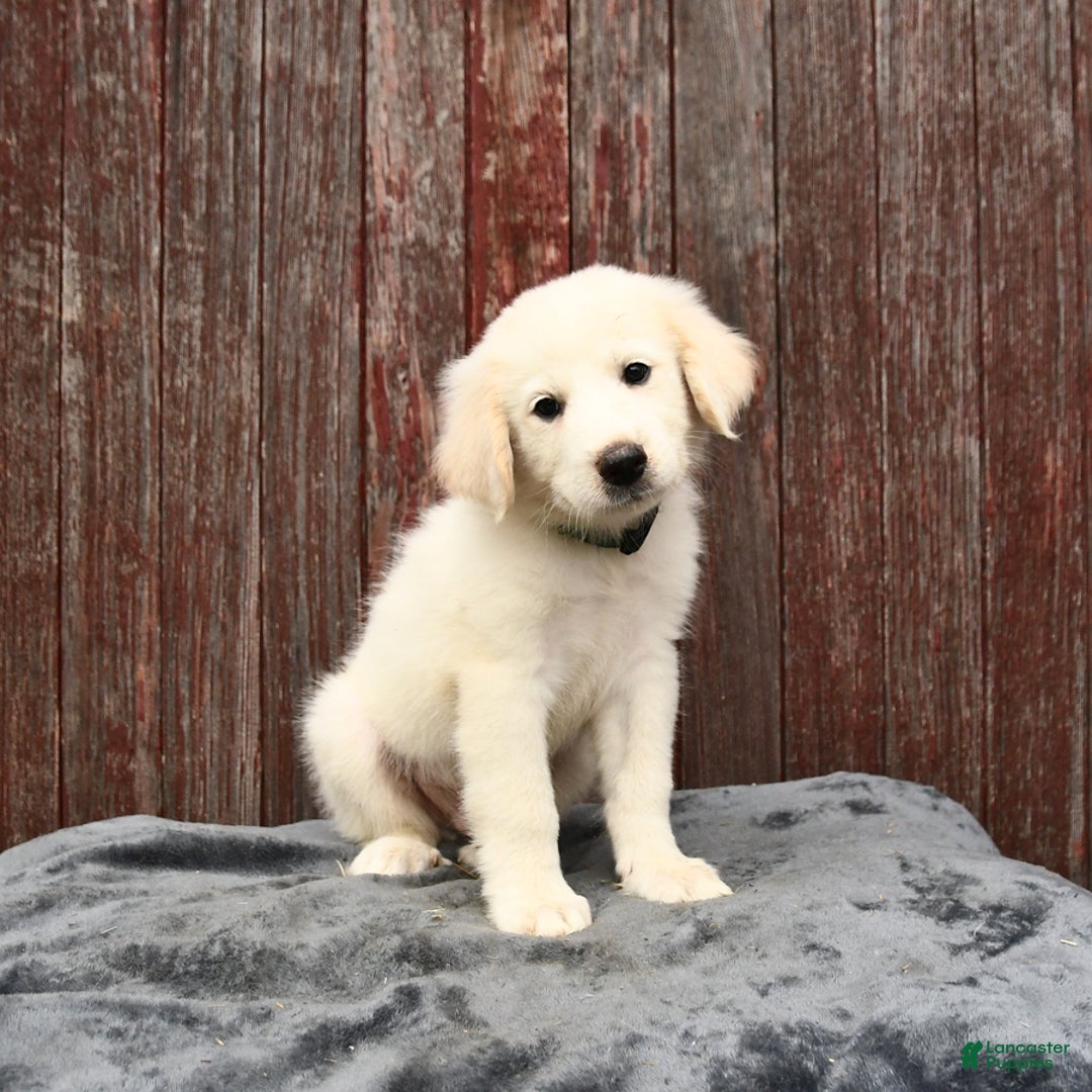 Great Pyrenees dogs for sale: Luke - Image 3