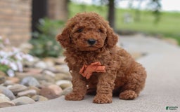 Goldendoodle dogs for sale: Hawk - Image 9