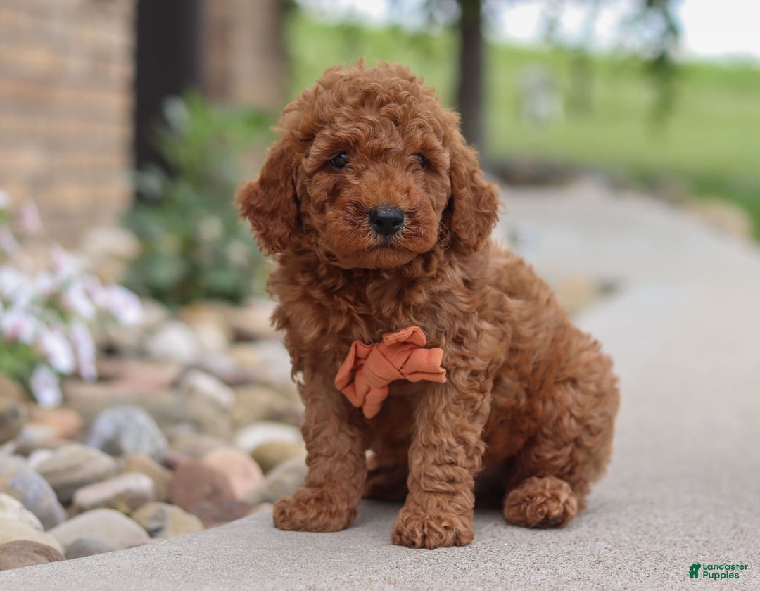 Goldendoodle dogs for sale: Hawk - Image 9