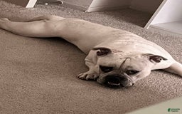 American Staffordshire Terrier dogs for sale: Ryder - Image 8
