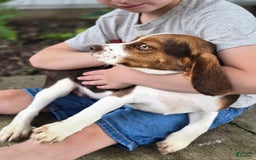 Beaglier dogs for sale: Wendy - Image 2