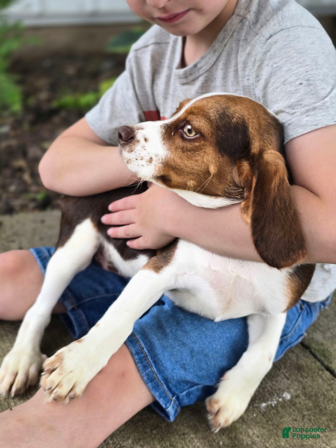 Beaglier dogs for sale: Wendy - Image 2