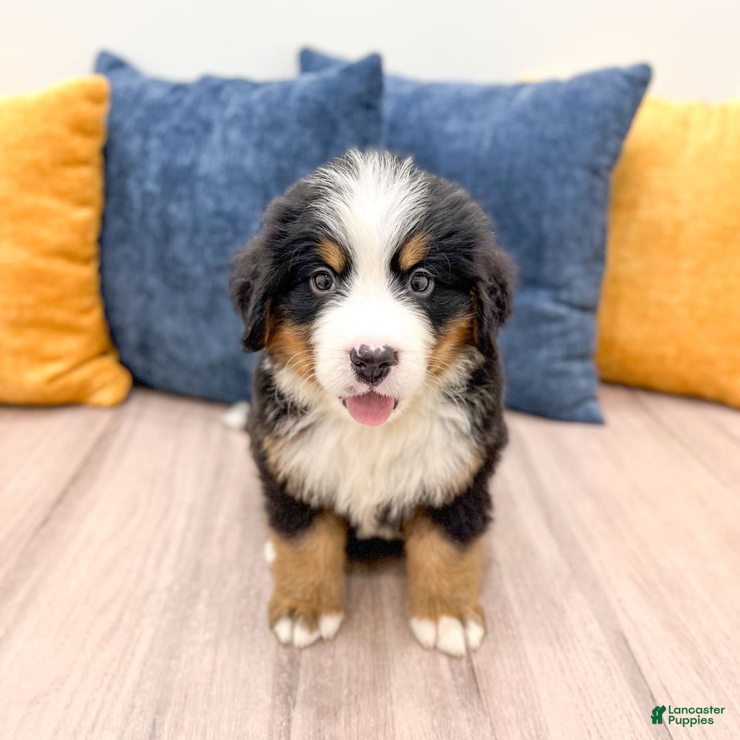 Bernese Mountain Dog dogs for sale: Chief - Image 4
