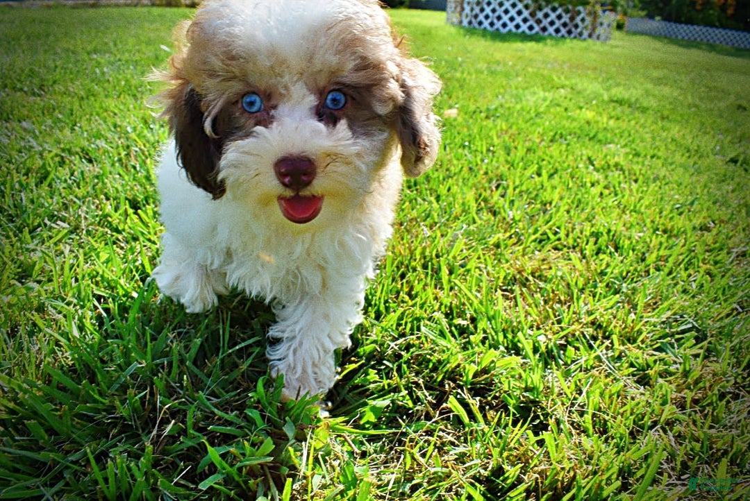 Havapoo dogs for sale: Gabby - Image 5