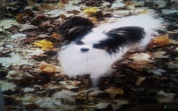 Papillon dogs for sale: Laramie - Image 8