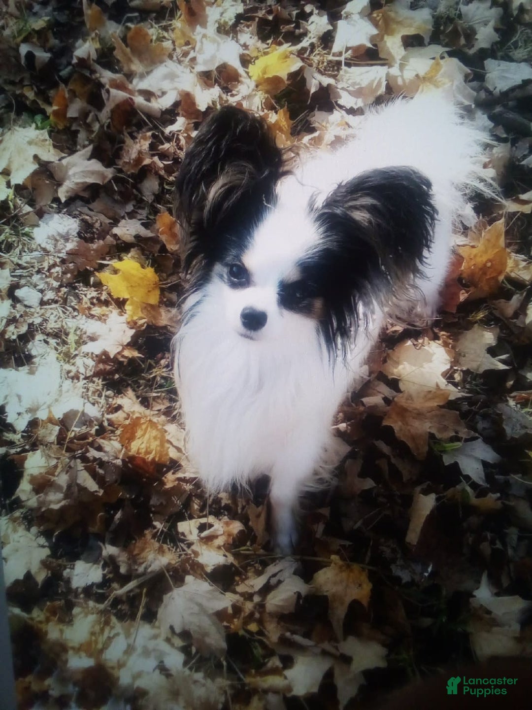 Papillon dogs for sale: Laramie - Image 8