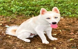 Pomsky dogs for sale: Aden - Image 7