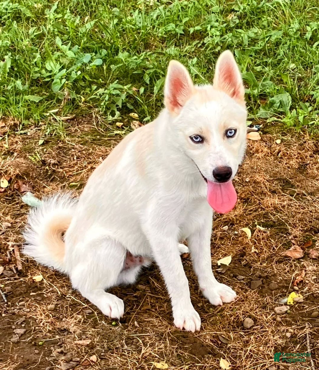 Pomsky dogs for sale: Aden - Image 7