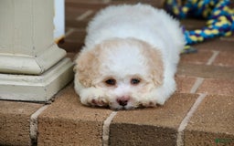 Shihpoo dogs for sale: Lola - Image 8