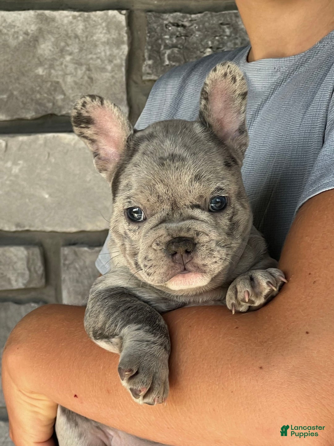 French Bulldog dogs for sale: Loki - Image 4