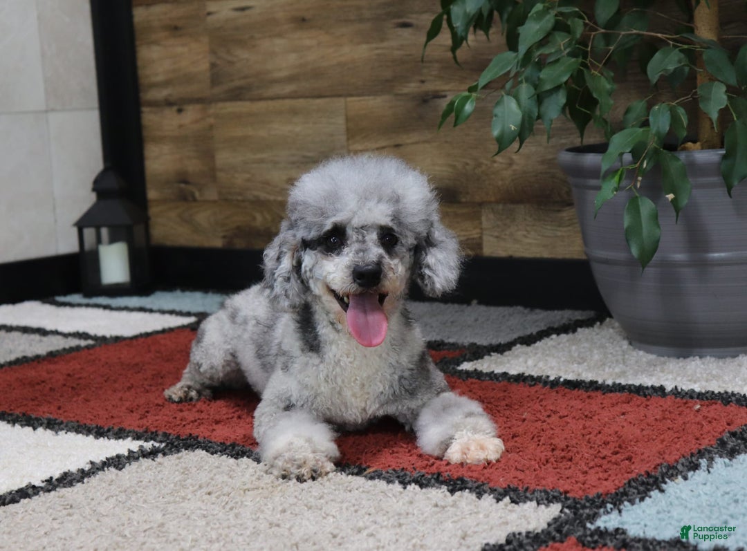 Toy Poodle dogs for sale: Jimmy - Image 9