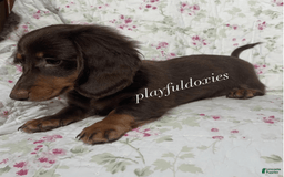 Dachshund dogs for sale: Brownie Chocolate Girl 1952 - Image 3