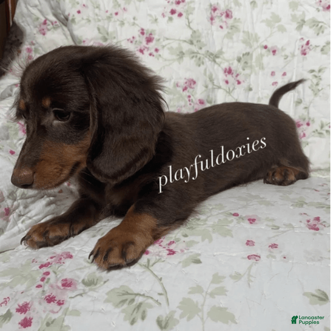 Dachshund dogs for sale: Brownie Chocolate Girl 1952 - Image 3