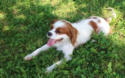Cavalier King Charles Spaniel dogs for sale: Sage - Image 9