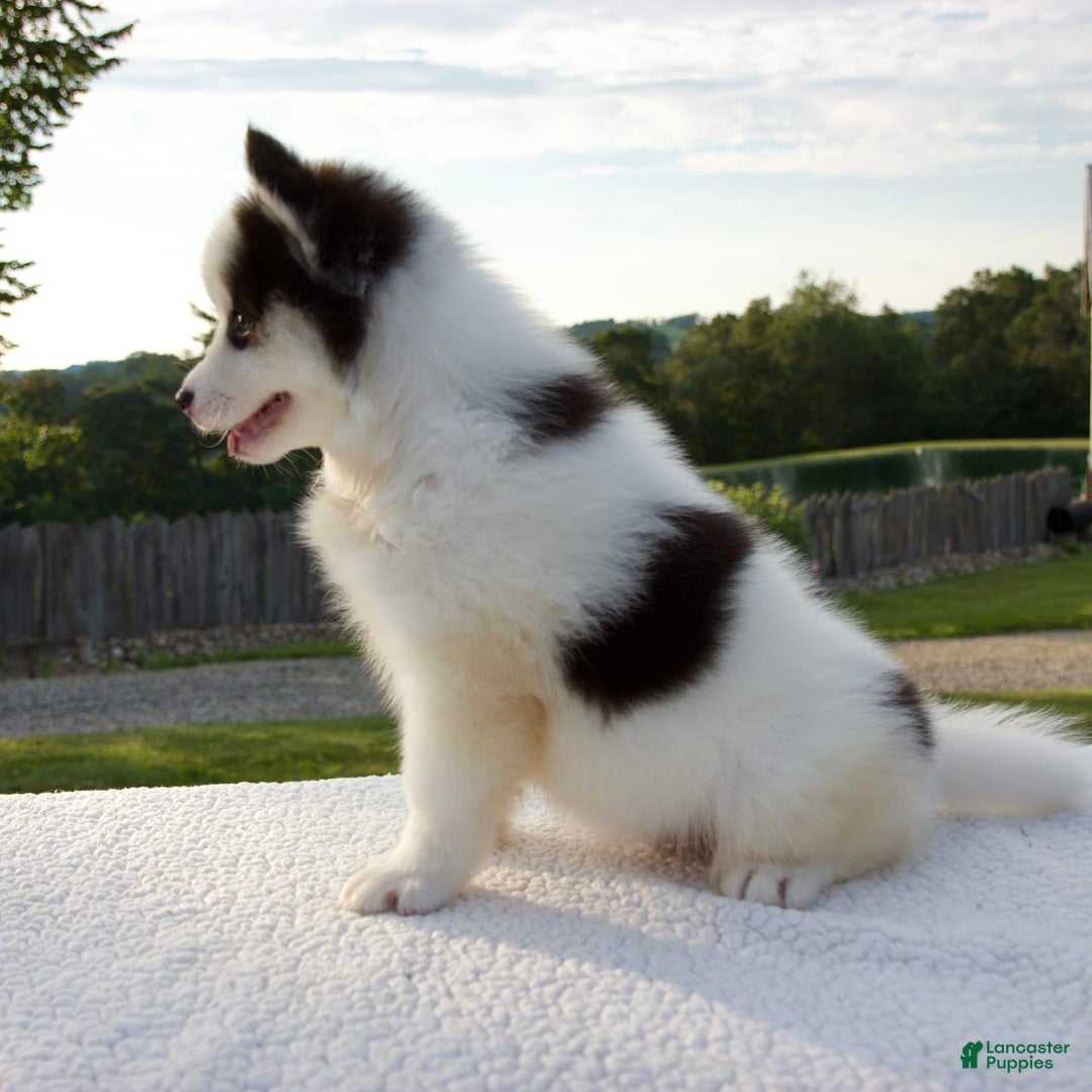 Pomsky dogs for sale: Lado - Image 6