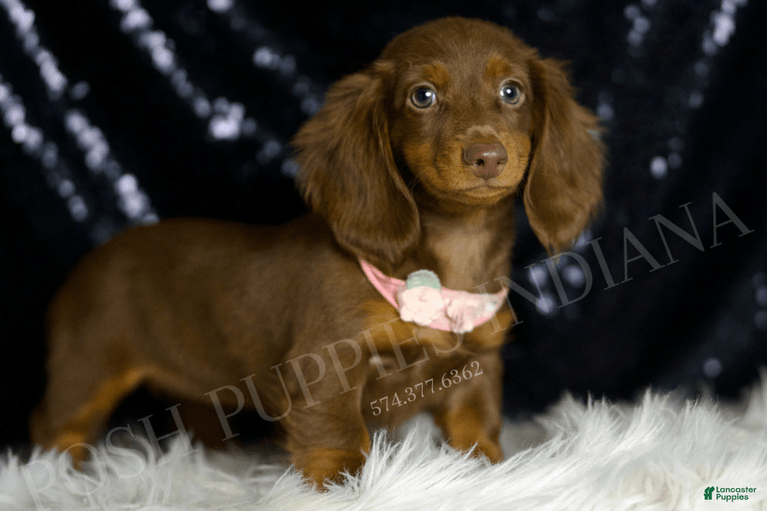 Miniature Dachshund dogs for sale: Mandy - Image 4