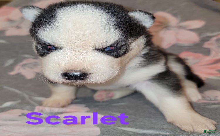 Siberian Husky dogs for sale - Ad 1