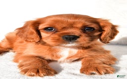 Cavalier King Charles Spaniel dogs for sale: Cavalier King Charles Spaniel 2 puppies - Image 7
