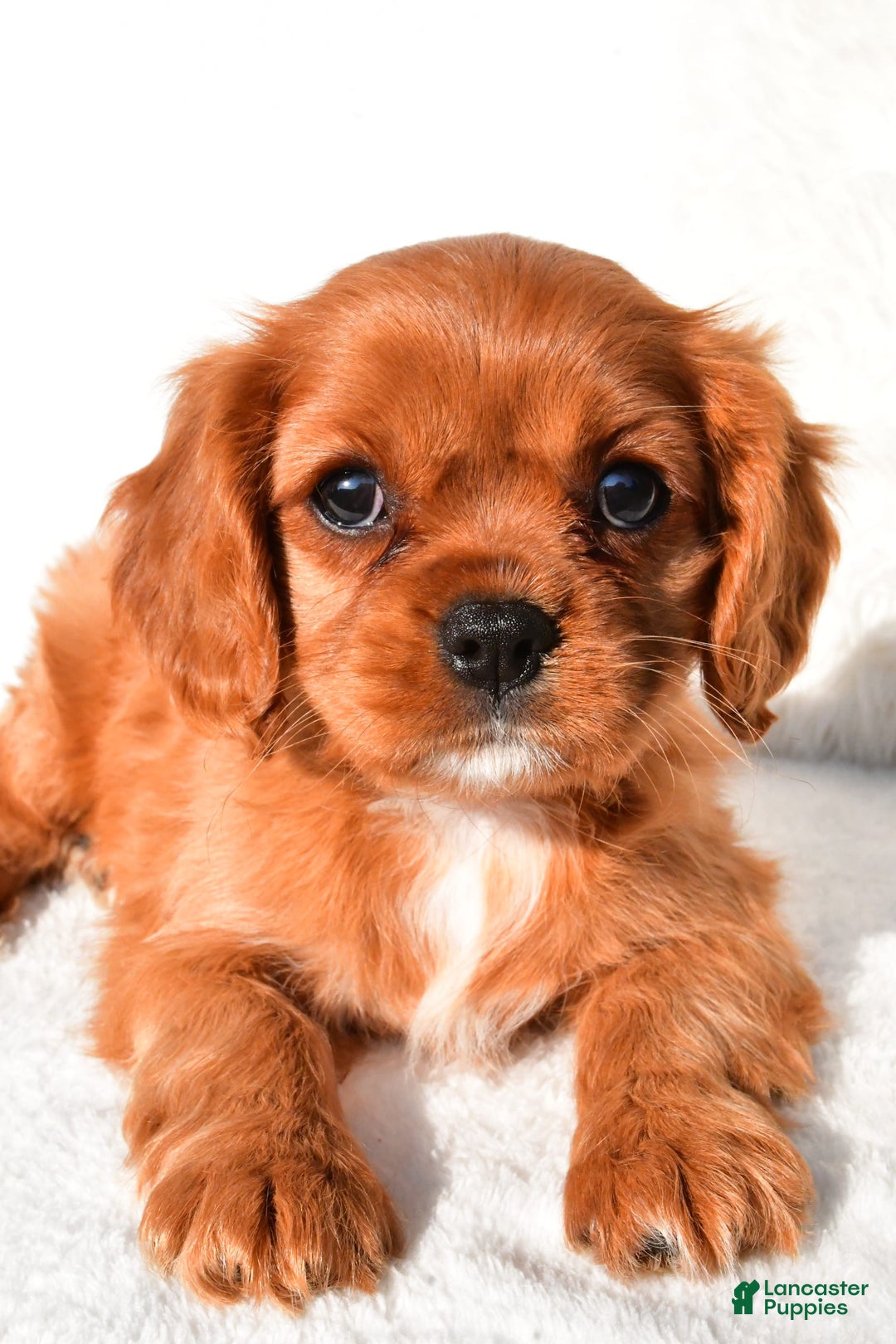 Cavalier King Charles Spaniel dogs for sale: Cavalier King Charles Spaniel 2 puppies - Image 7