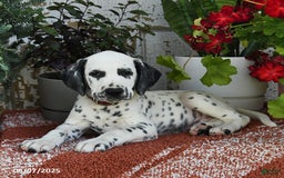 Dalmatian dogs for sale: Hunter - Image 2