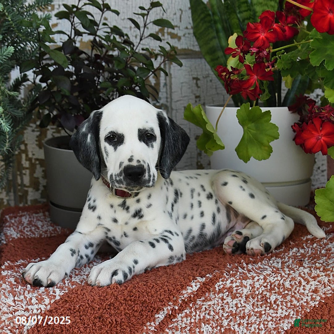 Dalmatian dogs for sale: Hunter - Image 2