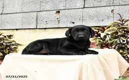 Labrador Retriever dogs for sale: Maverick - Image 4