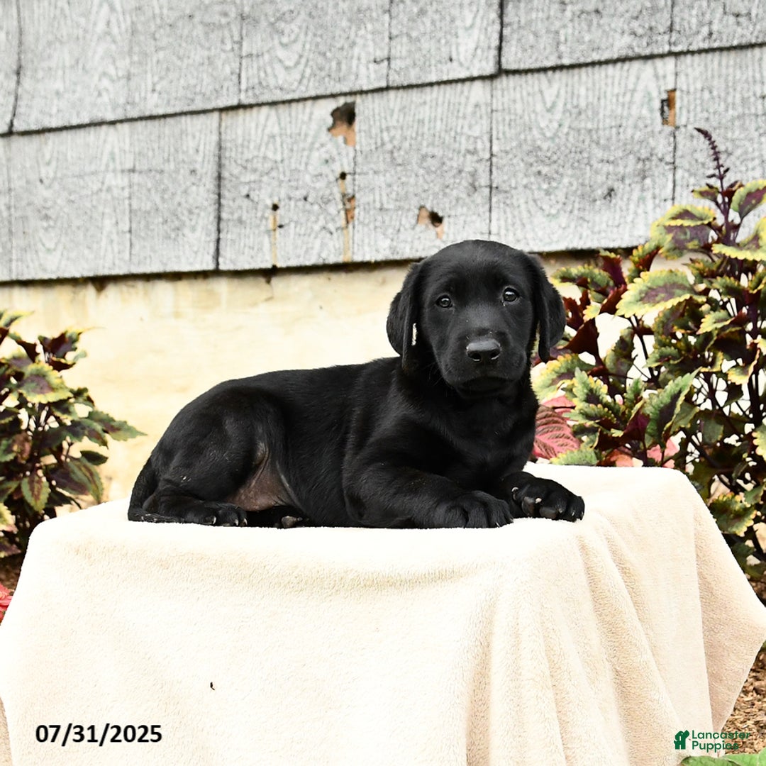 Labrador Retriever dogs for sale: Maverick - Image 4