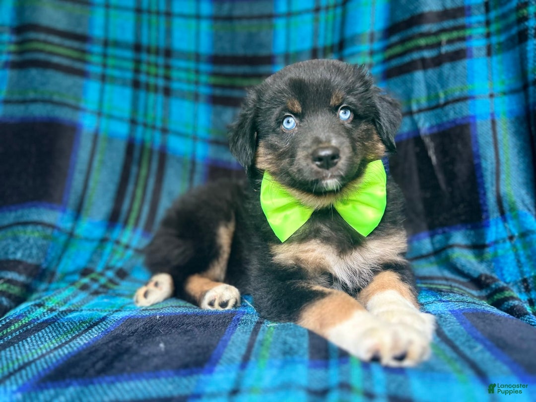 Miniature Australian Shepherd dogs for sale: Moose - Image 1