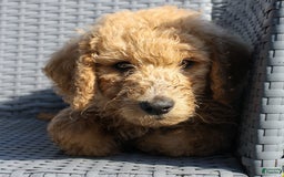 Goldendoodle dogs for sale: Black - Image 2