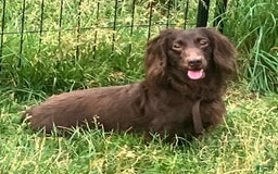 Dachshund dogs for sale: Molly - Image 5