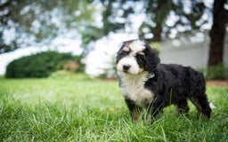 Bernedoodle dogs for sale: Bubbles - Image 13